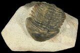Bargain, Struveaspis Trilobite (Small Eyed Phacopid) #100389-5